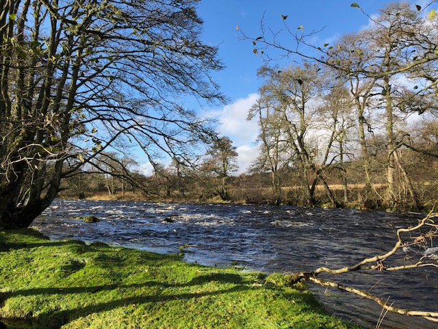 logiealmond forestry proposal